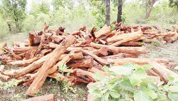 लकड़ी तस्करों का गिरोह सक्रिय, कई क्विंटल नर्सरी में