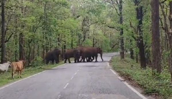 पैरी नदी किनारे 2 दिन से घूम रहा हाथीदल