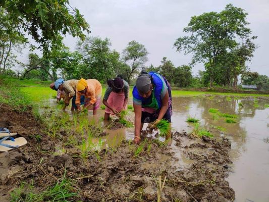 दो घंटे की बारिश से संभली खेती, रोपा में तेजी