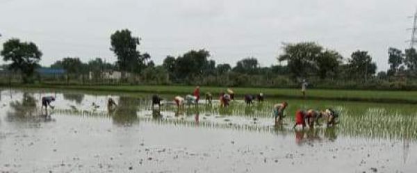 रूठा मानसून फिर बरसा, किसानों की मायूसी खुशी में बदली