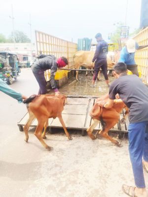 अलग-अलग क्षेत्रों से पकड़े डेढ़ दर्जन मवेशी