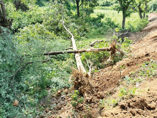 अवैध प्लाटिंग के लिए खेत की मेड़ में लगे सागौन की कटाई