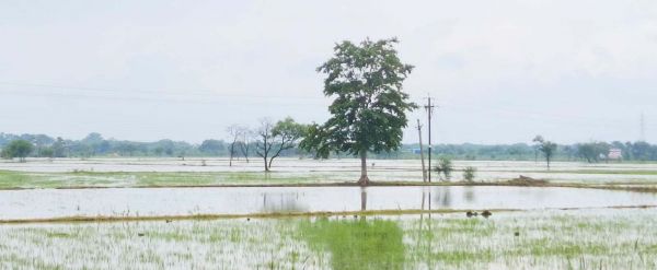 खेत लबालब, शिवनाथ और उसकी सहायक नदियों की धार और बढ़ी
