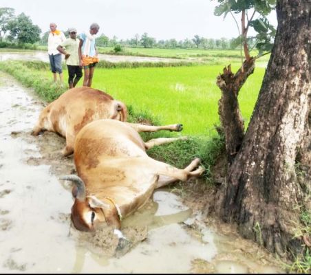 गाज से दो बैल की मौत