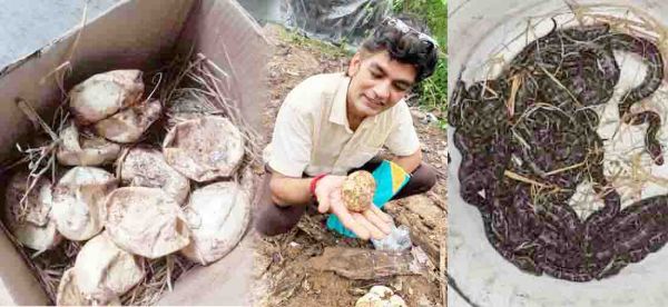 सावन से ठीक पहले अंडों से  निकले अजगर के 13 बच्चे