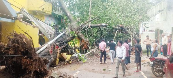 हफ्ते भर में 3 पेड़ धराशायी, गाडिय़ों के साथ ही घर क्षतिग्रस्त