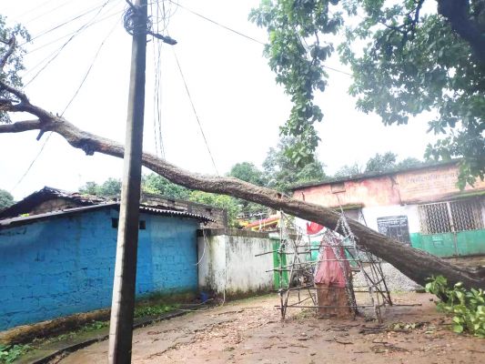 बारिश व तेज हवा से गिरा पेड़, बड़ा हादसा टला