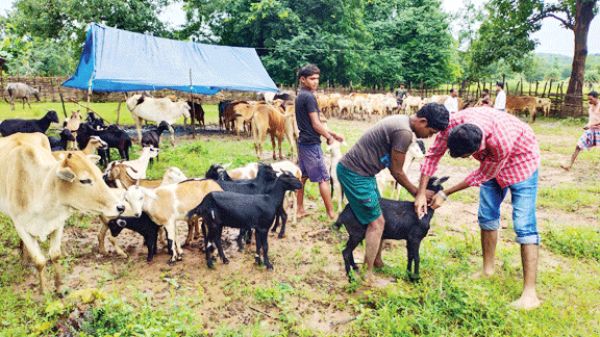 पशु चिकित्सा शिविर में लगाए टीके