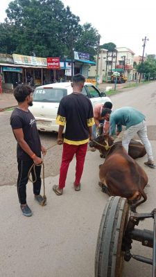 निगम टीम ने पकड़े दर्जनभर घुमंतू मवेशी