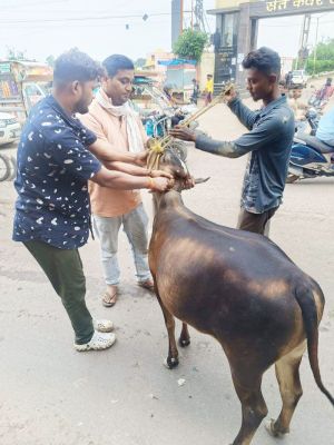 28 घुमंतू व बैठे मवेशियों को पकड़ा गया