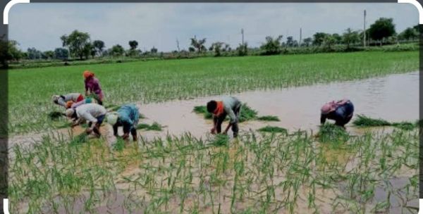 झमाझम बारिश से किसानों के चेहरे खिले, रोपाई में तेजी