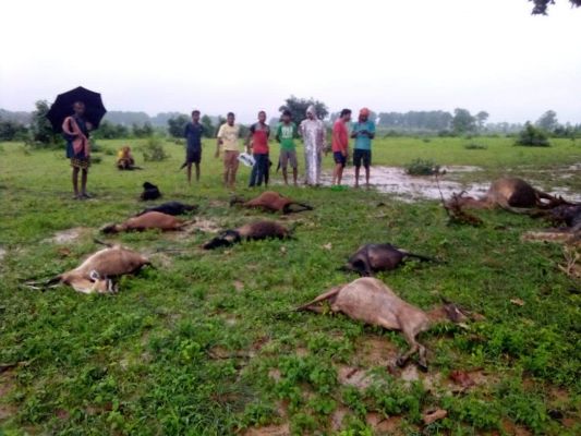 गाज से मां-बेटे व 10 मवेशियों की मौत
