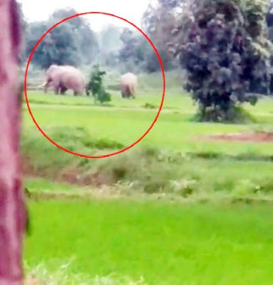 गरियाबंद-फिंगेश्वर में 3 हाथियों की आमद, वन विभाग ने किया अलर्ट