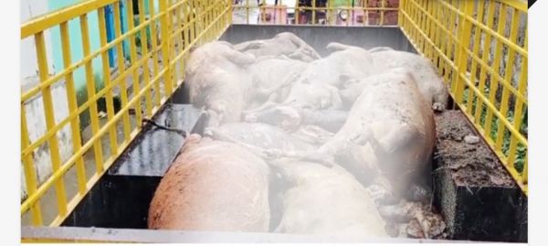 चार दिन पहले ही हो चुकी  थी 14 मवेशियों की मौत