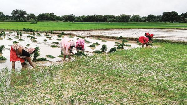 लगातार बारिश, खेती में तेजी