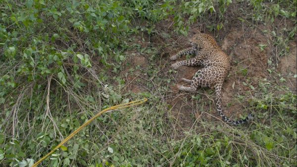 पहाड़ी के नीचे में फंसा तेंदुआ रस्सी तोड़ भागा, युवक को किया घायल