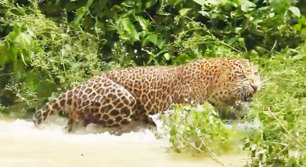 तालाब किनारे जाल लगाने वाले अज्ञात शिकारी पर अपराध दर्ज