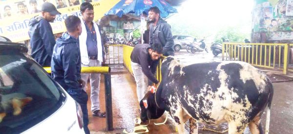 नगर निगम की टीम ने पकड़ा डेढ़ दर्जन मवेशी