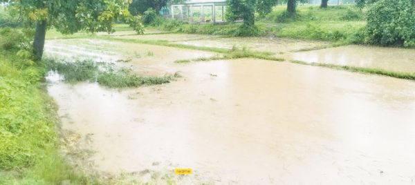 तहसीलदार के आदेश की अवहेलना