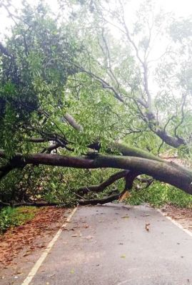  पेड़ गिरा, कुन्नी पटकुरा मार्ग कई घंटे रहा बाधित