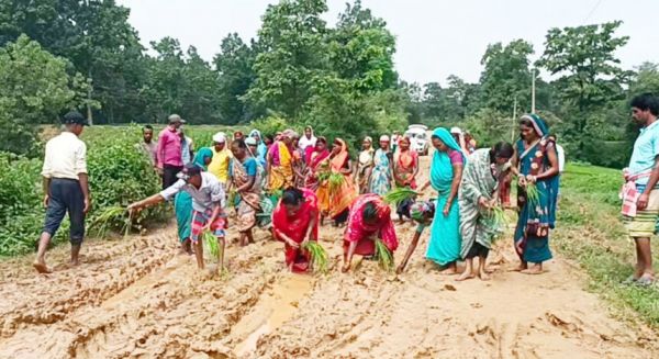 कीचड़ भरे सडक़ में ग्रामीणों ने धान रोपाई कर जताया विरोध