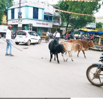 आवारा पशुओं को सडक़ों से हटा मैरिज पैलेस में रखा