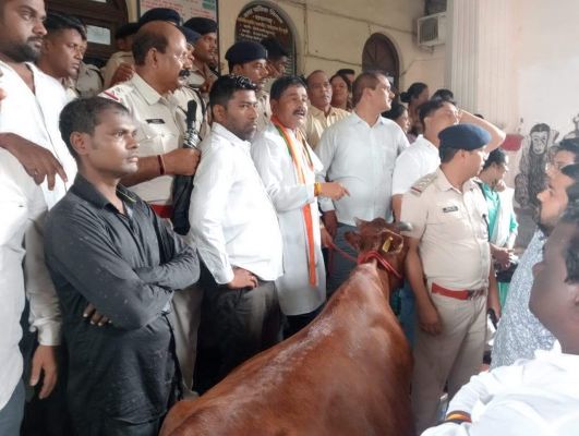 आयुक्त को आवारा मवेशी देने कांग्रेसी गए निगम दफ्तर 