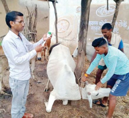 खुरहा-चपका से बचाने पशुओं में टीकाकरण शुरू