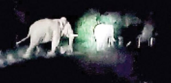 हाथियों ने फसलें रौंदी, किसान परेशान