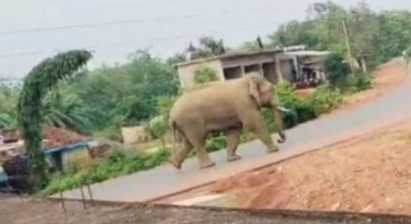 हाथी की मौजूदगी से ग्रामीणों में दहशत