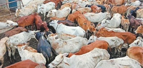 40 की क्षमता वाले गौठान में 150 मवेशी ठूंस-ठूंस कर भर दिए, 5 दिन में 7 मौतें