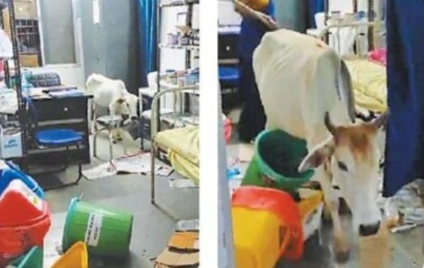 आधी रात अस्पताल में घुसे गाय-बछड़े, मरीज हुए परेशान 