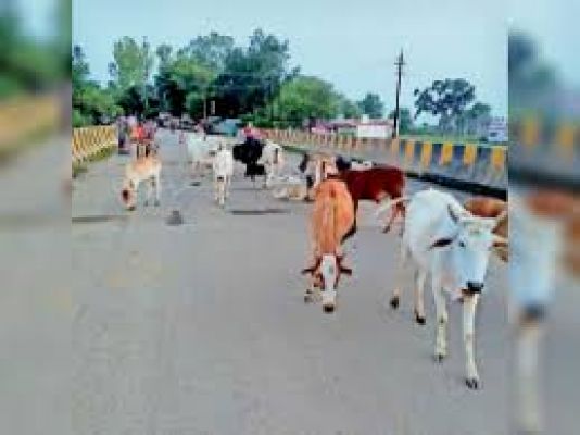 मवेशियों की सुध लेने वाला कोई नहीं खोरसी नाले पुल पर लग रहा जाम