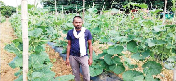 मल्चिंग विधि से खेती से बम्पर पैदावार, घर की आर्थिक स्थिति में सुधार