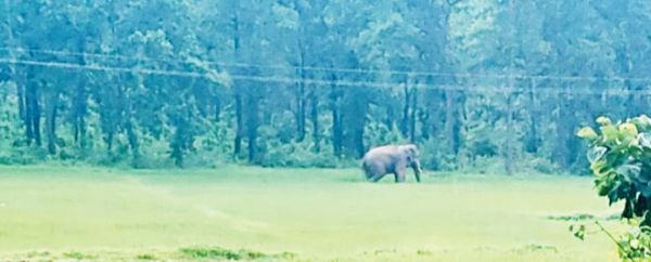 सडक़ पार कर प्रतापपुर के करंजवार पहुंचा हाथी, बाइक सवारों को दौड़ाया