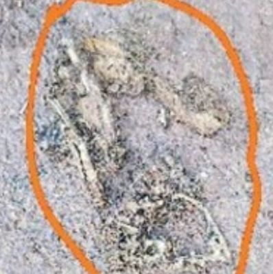 छर्रे वाली गोलियों से 17 बंदरों की मौत 