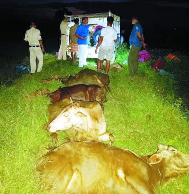 11 मवेशी बरामद, तस्कर  गाड़ी छोडक़र फरार