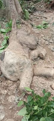 हाथी शावक मृत मिला 
