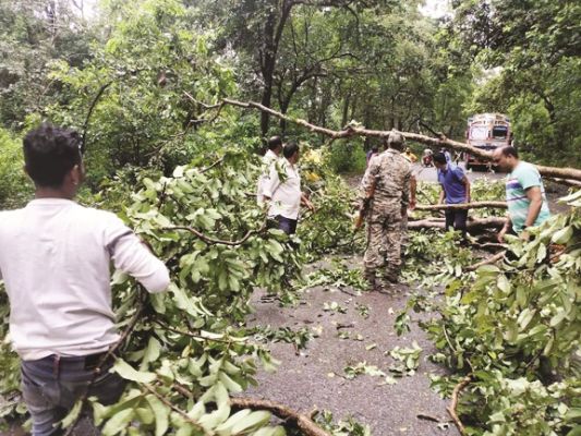 नेरली घाटी के मोड़ पर गिरा पेड़, जवानों ने रास्ता किया बहाल