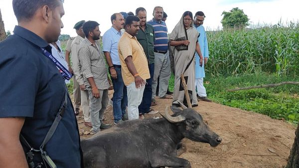 हाथी ने 4 भैसों को कुचलकर मारा, 5 को किया घायल