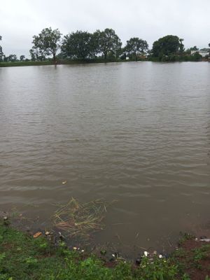 झमाझम बारिश: तालाब-खेत लबालब, हो सकता है धान की फसल  को नुकसान 