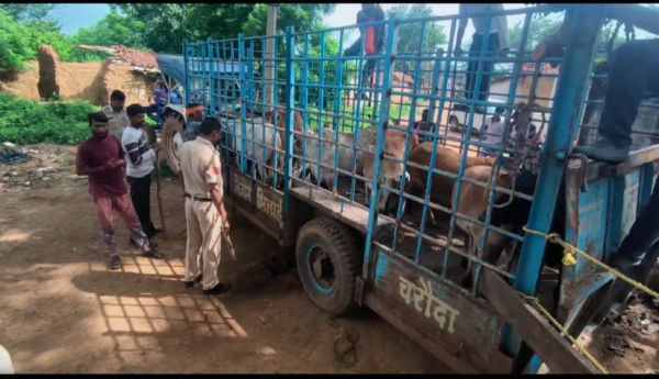कत्ल खाना ले जाए जा रहे 75 मवेशियों का रैस्क्यू