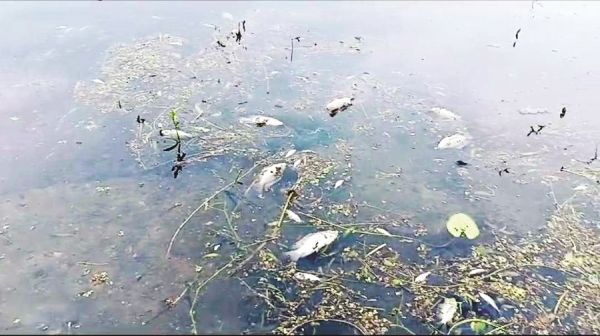तालाब में ठेकेदार ने जहर डलवाया, हजारों मछलियों की मौत