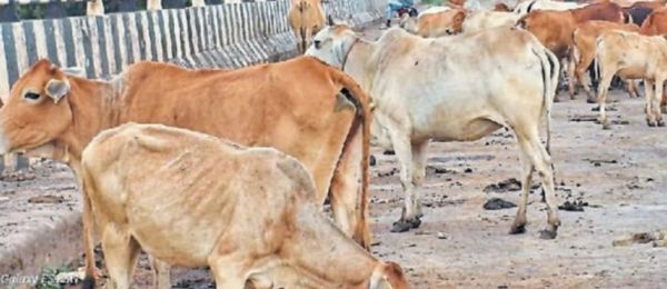 सडक़ दुर्घटनाओं का कारण बन रहे मवेशी,  जिले में 363 गौठान भगवान भरोसे
