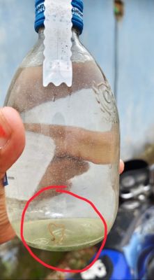 शराब की बोतल में केंचुआ 