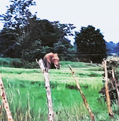 महासमुंद जिला मुख्यालय के नजदीक जंगल में घूम रहे हाथी दल, चिंघाड़ से सहमे ग्रामीण   
