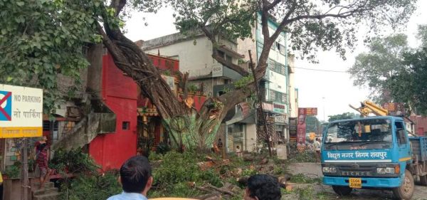 पौधे लगाकर पेड़ को काट रहे ..