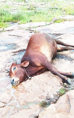 गाज से 3 मवेशियों की मौत