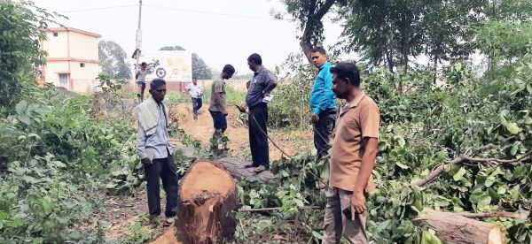 जर्जर पेड़ों को काटने के आदेश के बहाने काट दिए हरे-भरे पेड़
