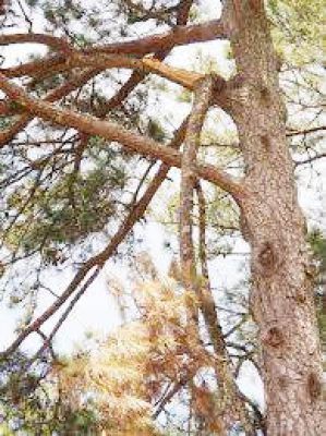 घुमंतू महिलाएं समूह में कर रही पेड़ों की कटाई 